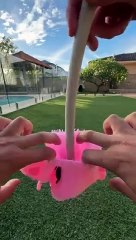 Koala flooded garden