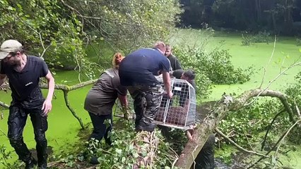 Cinnamon the capybara caught at last after a week on the run from Telford zoo