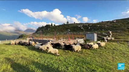 Suisse : les loups sont chassés au sifflet