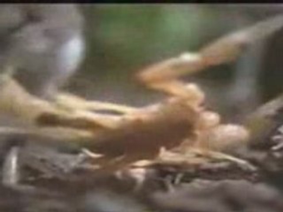 Scorpion vs 2 gros rats