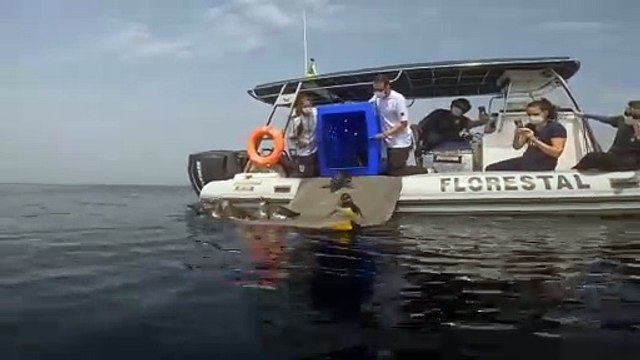Lobo-marinho e pinguins são soltos em Santos após meses de reabilitação; Veja os vídeos