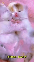 Cute Kitten's\Moon Baar
