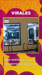 ¡Que extraños son los perros en Australia!: Canguro aparece en restaurante