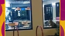 ¡Que extraños son los perros en Australia!: Canguro aparece en restaurante
