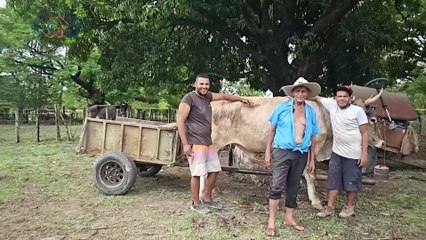 mqn-"Wicho": El Último Boyero de Liberia que Mantiene Viva la Tradición-200924