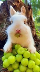 Cute bunny eating grapes.