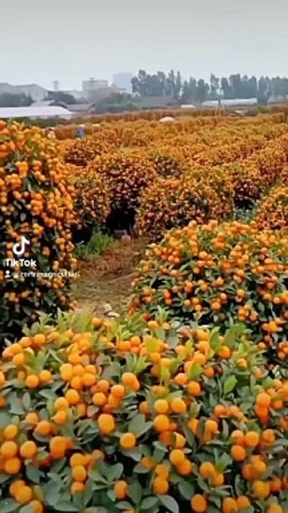 BIG ORANGS GARDEN,,,,