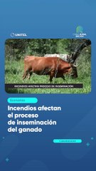 Incendios afectan el proceso de inseminación del ganado
