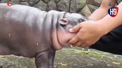 Lucunya Bermain Bersama Bayi Kuda Nil Kerdil di Kebun Binatang Thailand