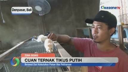 Budi Daya Tikus Putih, Hasilkan Omzet Puluhan Juta Rupiah di Denpasar, Bali