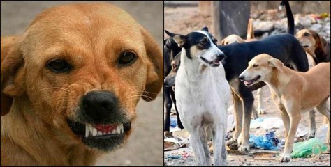 पिटबुल डॉग से हमला