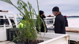 Scientists study ancient stump revealed by tide on WA’s Wharton Beach