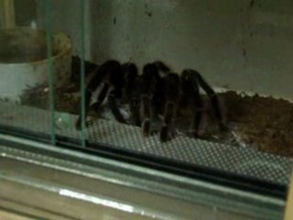 Migale - Vidéo Dailymotion