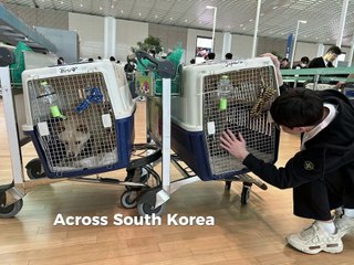 Help save Korean dogs - YOU can make a difference! - Part 1