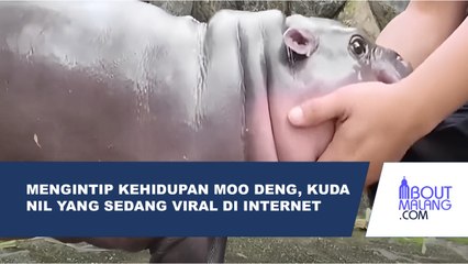 KUDA NIL KERDIL MOO DENG: BAYI YANG MENJADI BINTANG DI KEBUN BINATANG THAILAND