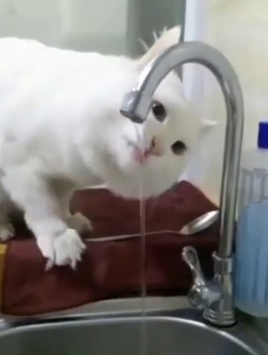 Cute cat funny video✨☘️#cats# funnycats#funny#cute#pets#catlover#catvideo