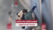 هجوم مدهش لباندا غاضب.. حارسة تواجه الموت