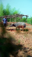 Imperial Tea Set: Discover the Elegance of Chinese Pottery