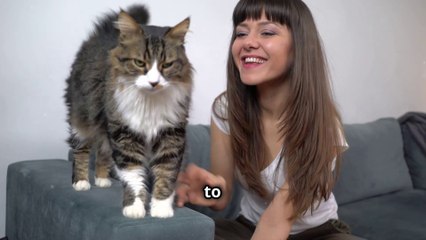 "Why Living with Cats is Purr- fect !" - The Surprising Benefits !