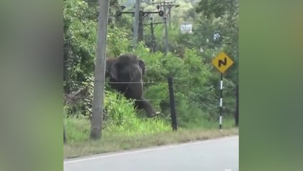 Un elefante se acerca a una valla electrificada y su reacción lleva millones de visitas