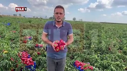 Çiftçinin geldiği son nokta bu! Önce domates şimdi de biber