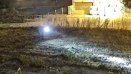 La Guardia Civil investiga a dos personas que disparaban a gatos en Valladolid
