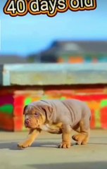 pitbull dog day 1 to big dog journey