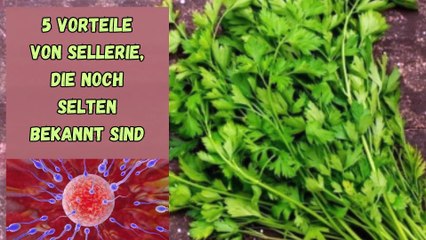 Selten bekannt, hier sind 5 Vorteile von Sellerieblättern für unsere Gesundheit