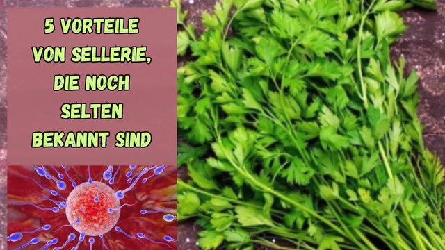 Selten bekannt, hier sind 5 Vorteile von Sellerieblättern für unsere Gesundheit