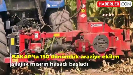 Ankara'da Silajlık Mısır Hasadı Başladı