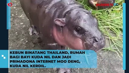 Kebun Binatang Thailand, Rumah Bagi Bayi Kuda Nil Jadi Primadona Internet Moo Deng, Kuda Nil Kerdil