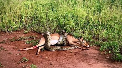Pythons are tough hunters who swallow prey that are several times larger than their own size
