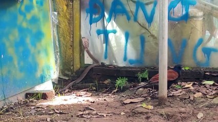 Red-haired chicken, a fierce snake catcher