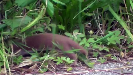 Rodent exterminator, weasel hunts big rats