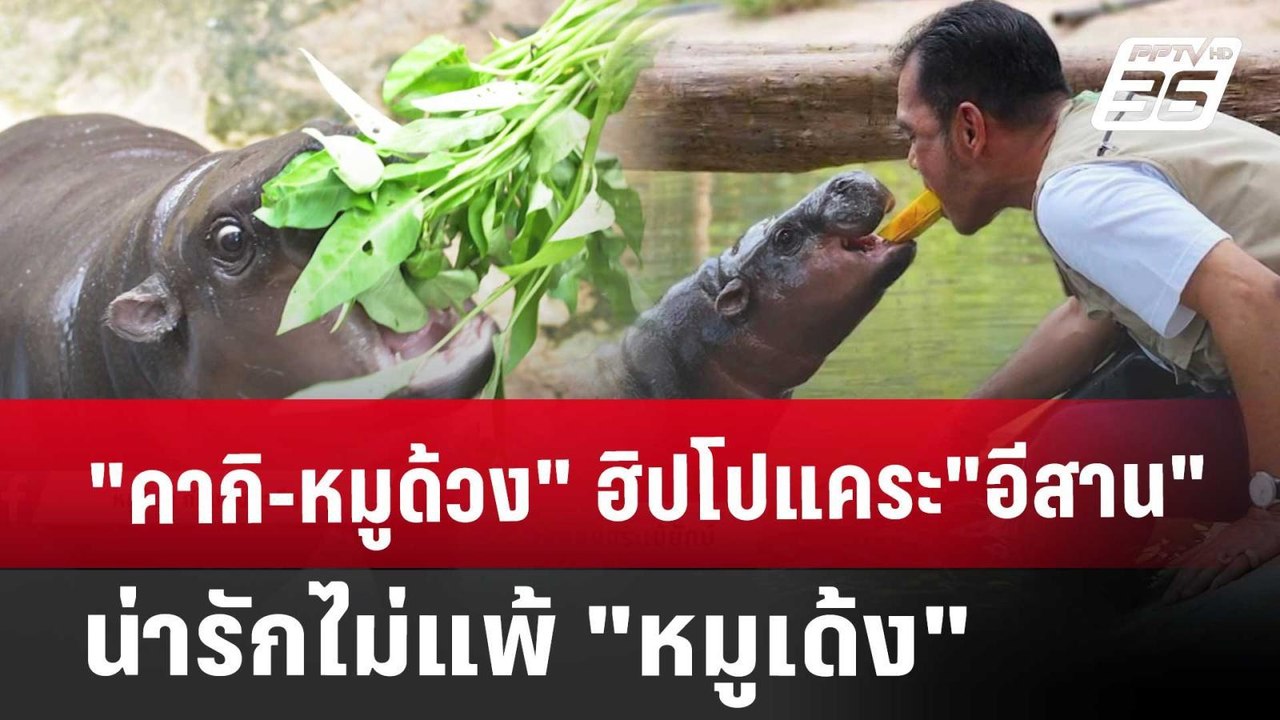 "คากิ-หมูด้วง" ฮิปโปแคระ"อีสาน" น่ารักไม่แพ้"หมูเด้ง" | เข้มข่าวค่ำ | 21 ก.ย. 67