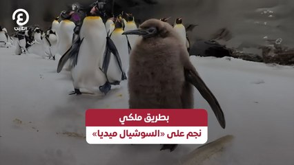 بطريق ملكي نجم على «السوشيال ميديا»