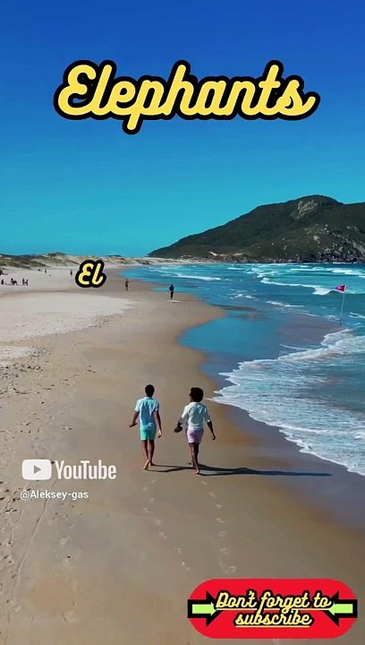 Animal Facts     Elephants    #shorts