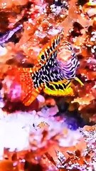 "Graceful creatures glide silently through the blue abyss."