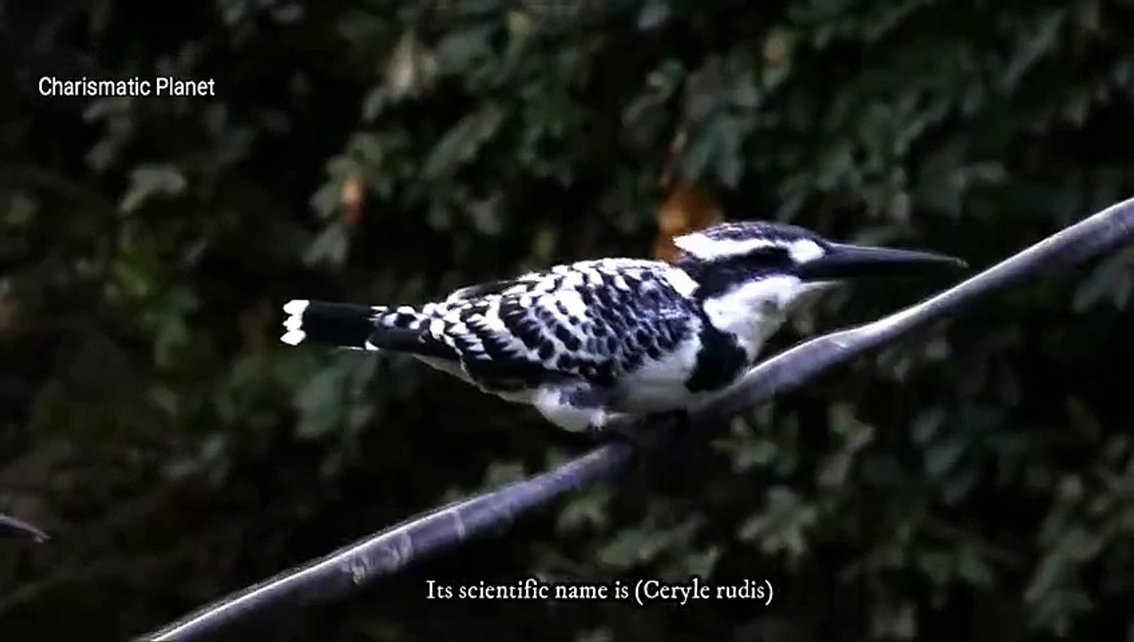 Pied Kingfisher Amazing Moments Caught on Camera!