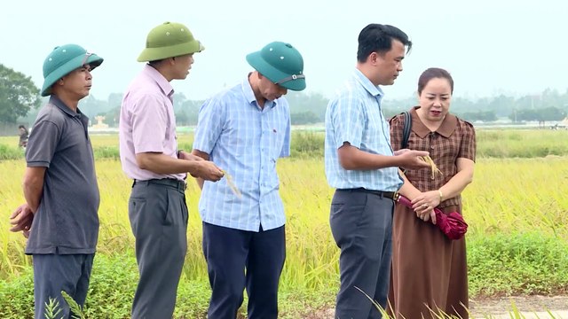 Trung tâm Khuyến nông Hà Nội hướng dẫn chăm sóc lúa vụ Mùa sau mưa bão