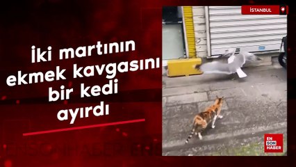 İki martının ekmek kavgasını bir kedi ayırdı