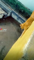 Funny cat]cat video white for end