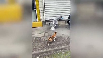 Görüntüler İstanbul'dan! Kavga eden iki martıyı, o sırada yoldan geçen kedi ayırdı
