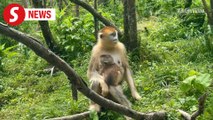 Green energy aids in protecting golden monkeys in China’s Shennongjia