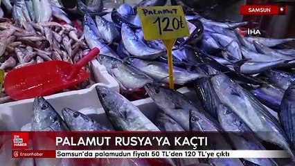 Palamut Rusya'ya kaçtı, fiyatlar 50 TL'den 120 TL'ye çıktı