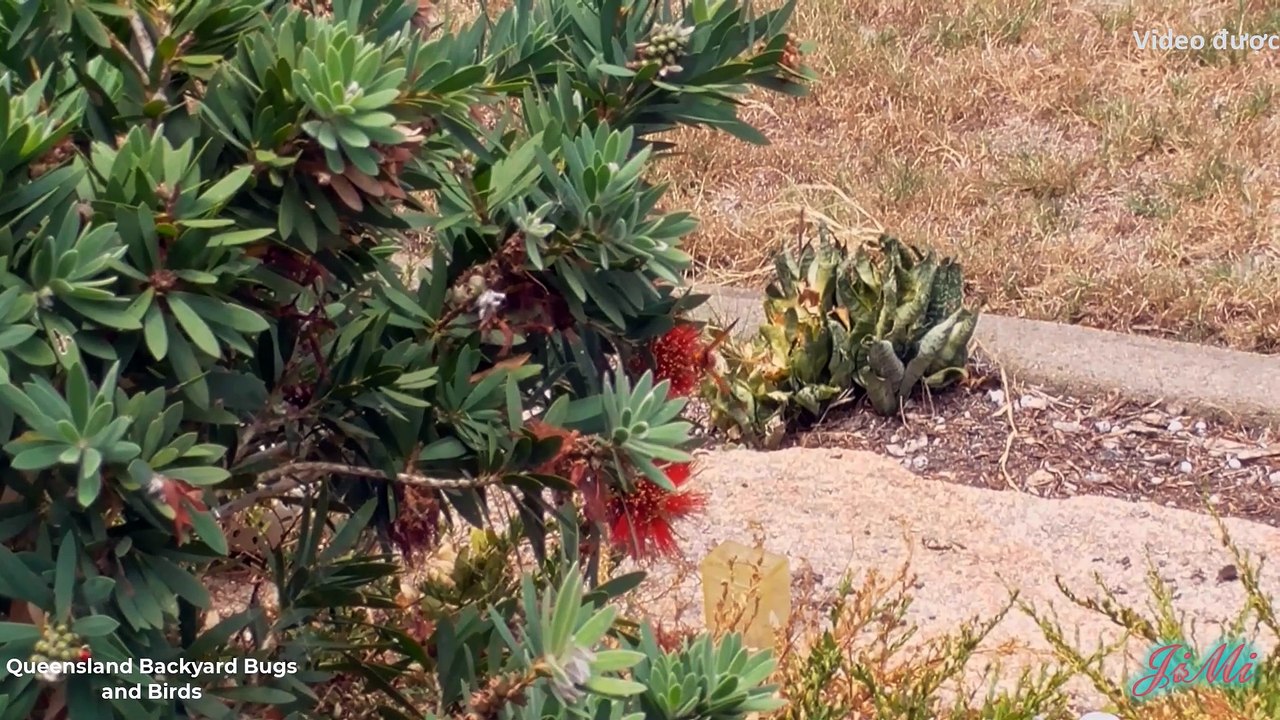 Bí ẩn loài ong kỳ lạ xây tổ bằng đất, nuôi con bằng sâu