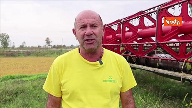 Coldiretti: Raccolta riso condizionata da meteo . Al G7 di Siracusa allestita una vera risaia