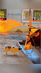 Funny Animal Videos Compilation 2024 -funny cats Random - funny dogs video