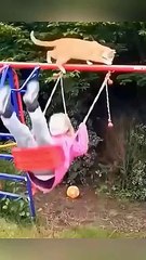 Funniest Kittens - Cats And Dogs Videos 2024 - Best Funny Animals videos