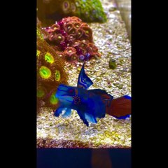 Beautifull Birds 2024